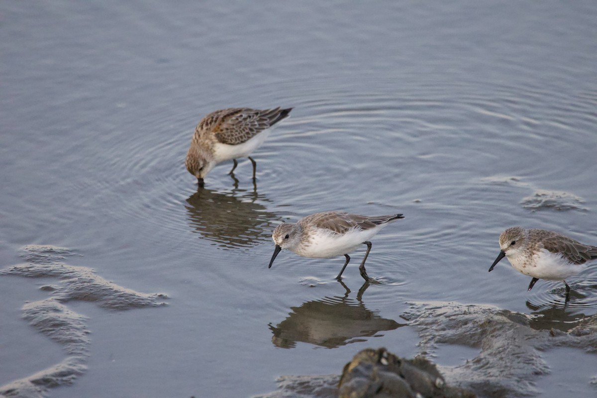 Bergstrandläufer - ML624017941