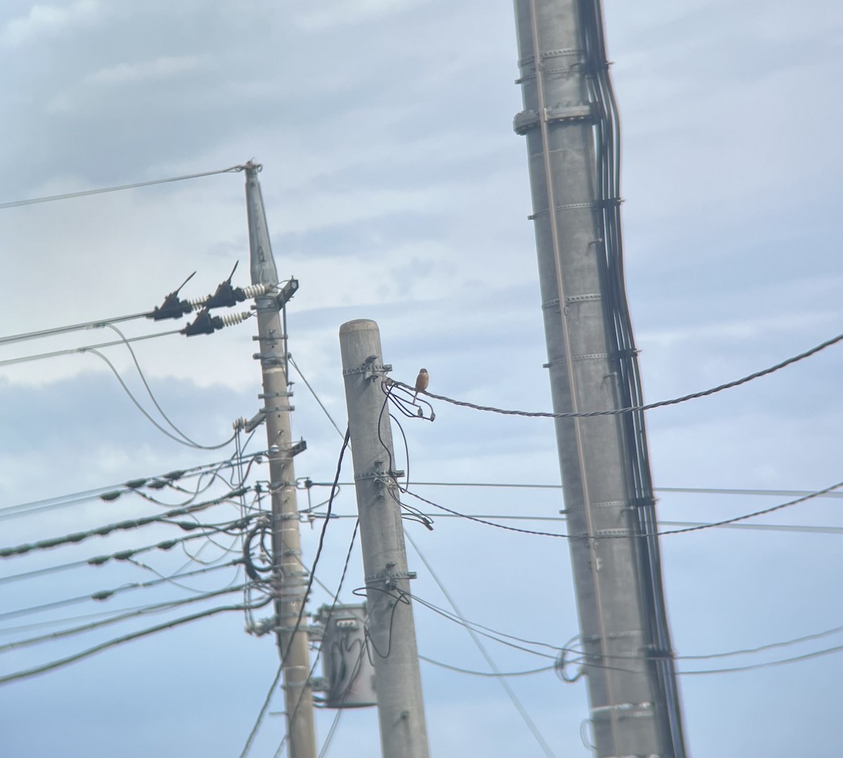 Бухан дунхай - ML624017944