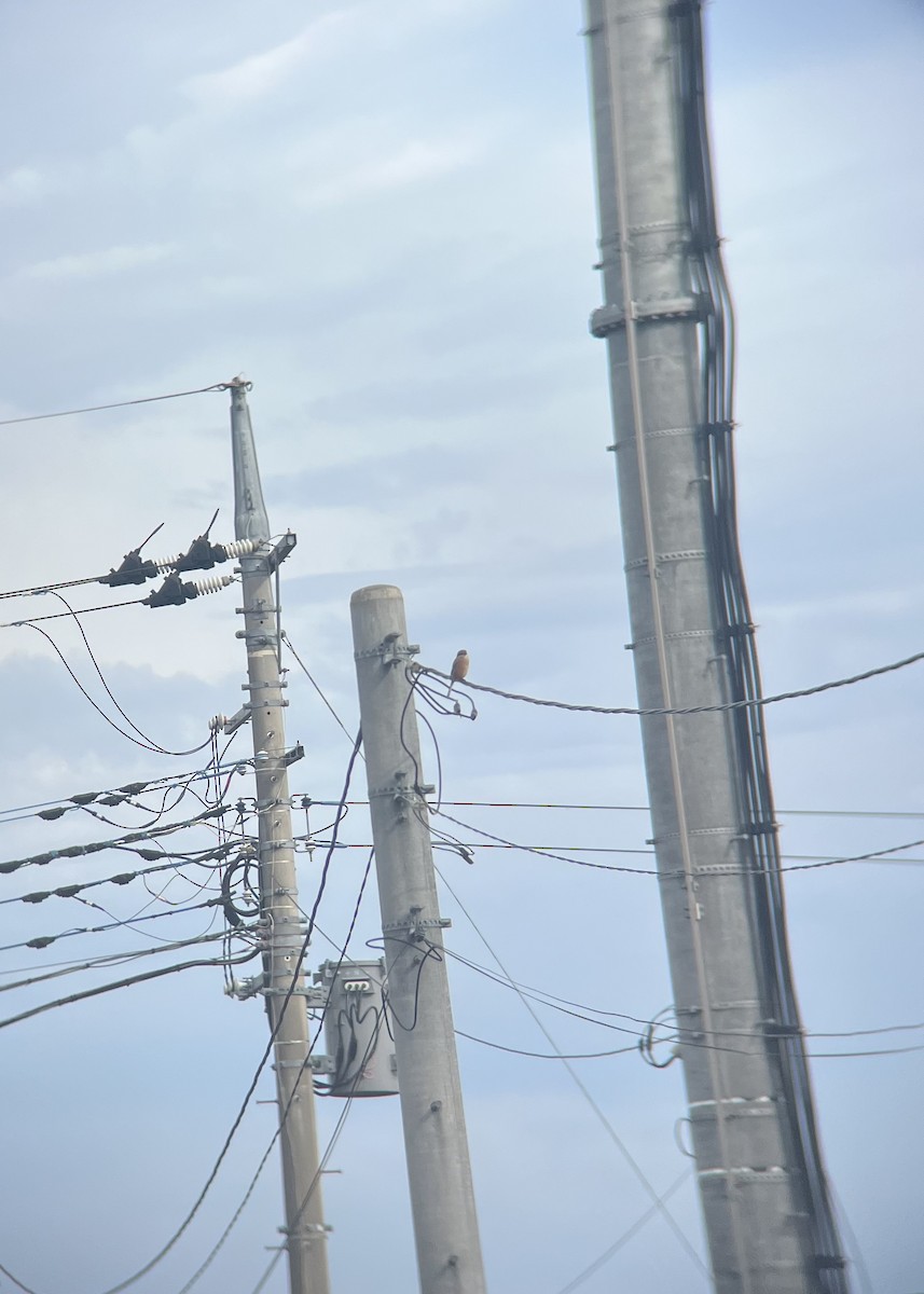 Бухан дунхай - ML624017945