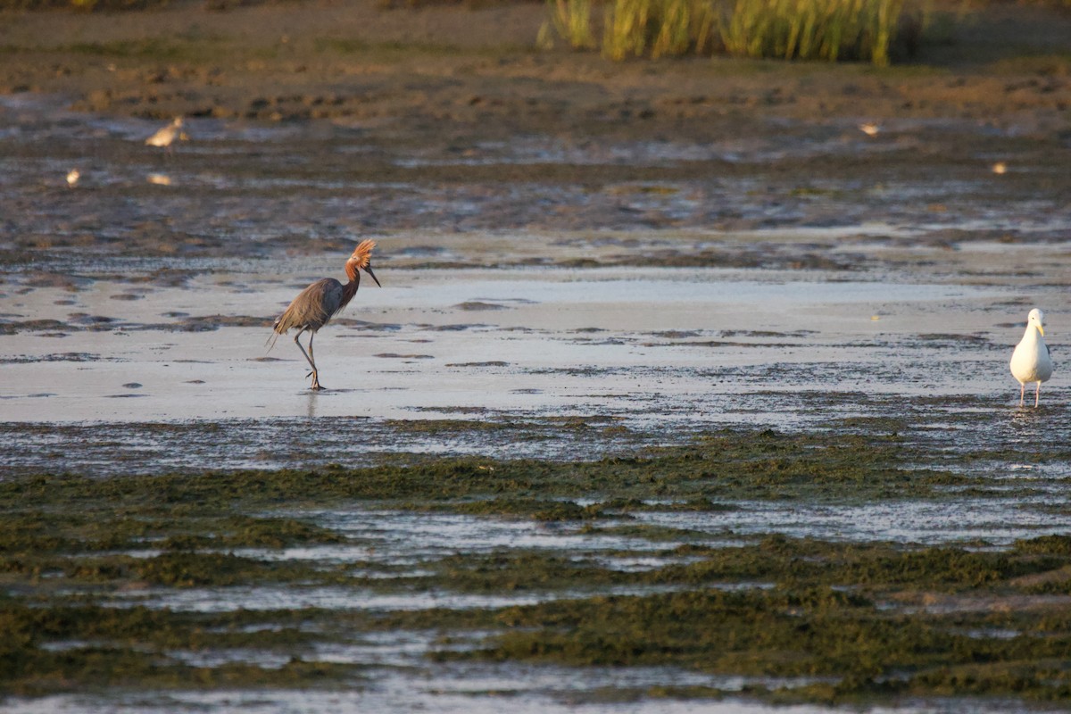 Reddish Egret - ML624017956