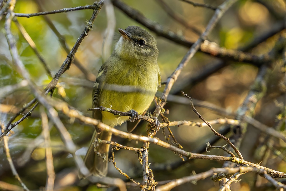 Mottle-cheeked Tyrannulet - ML624017965