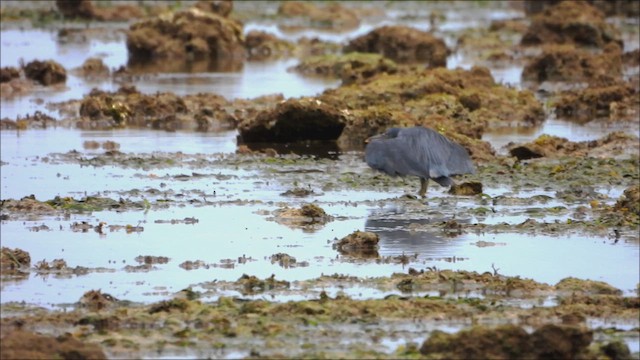 Pacific Reef-Heron - ML624017966