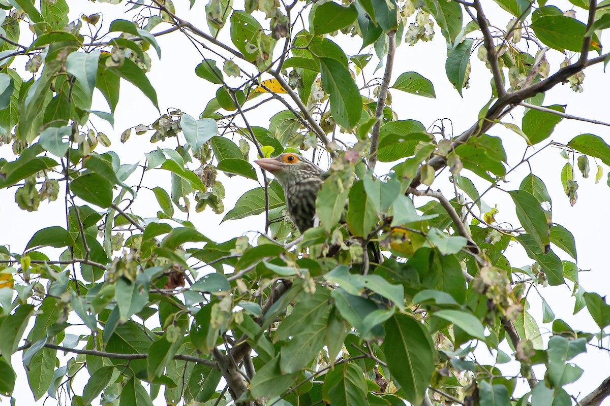 Lineated Barbet - ML624017967