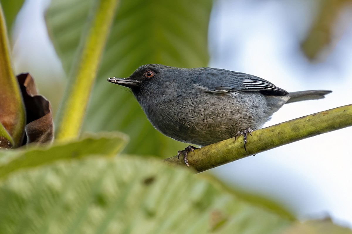 Bluish Flowerpiercer - ML624017968