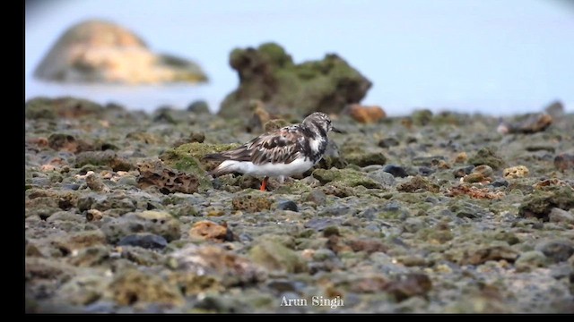 Ruddy Turnstone - ML624017969