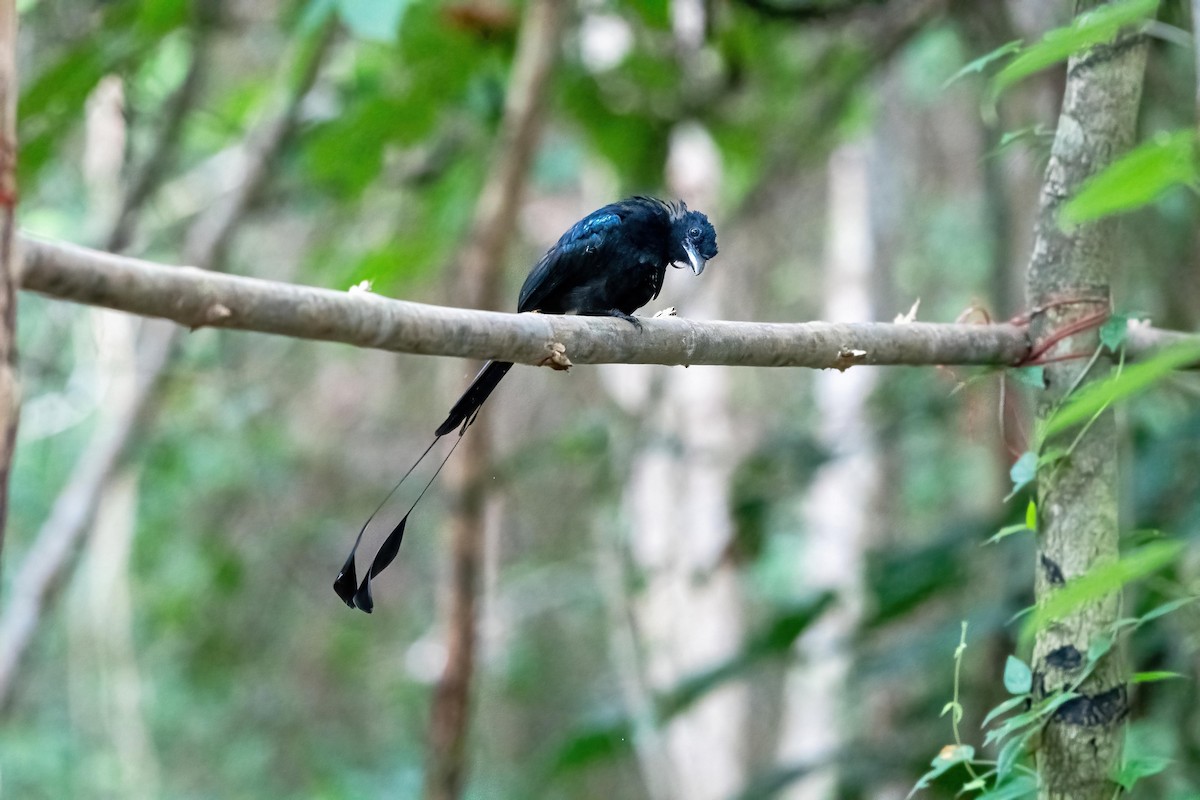 Greater Racket-tailed Drongo - ML624017979