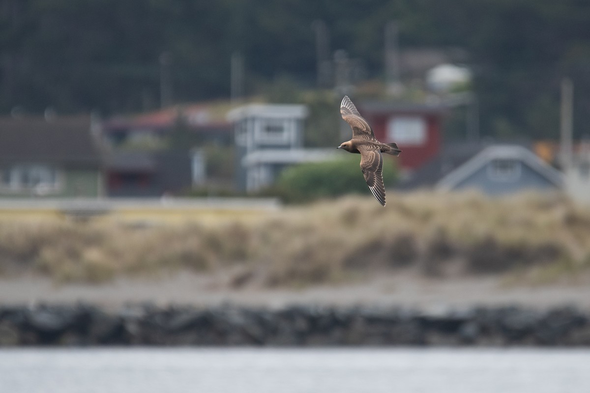 Parasitic Jaeger - ML624017984