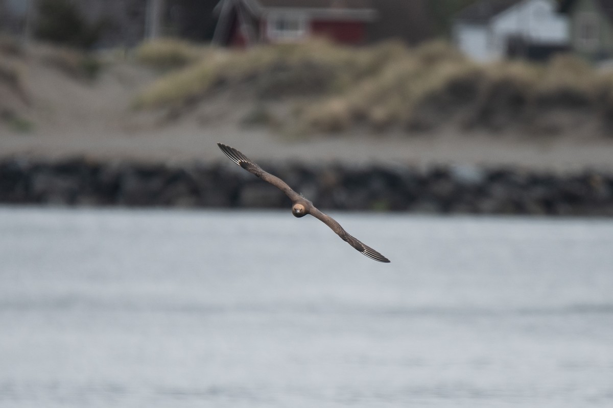 Parasitic Jaeger - Cedrik von Briel