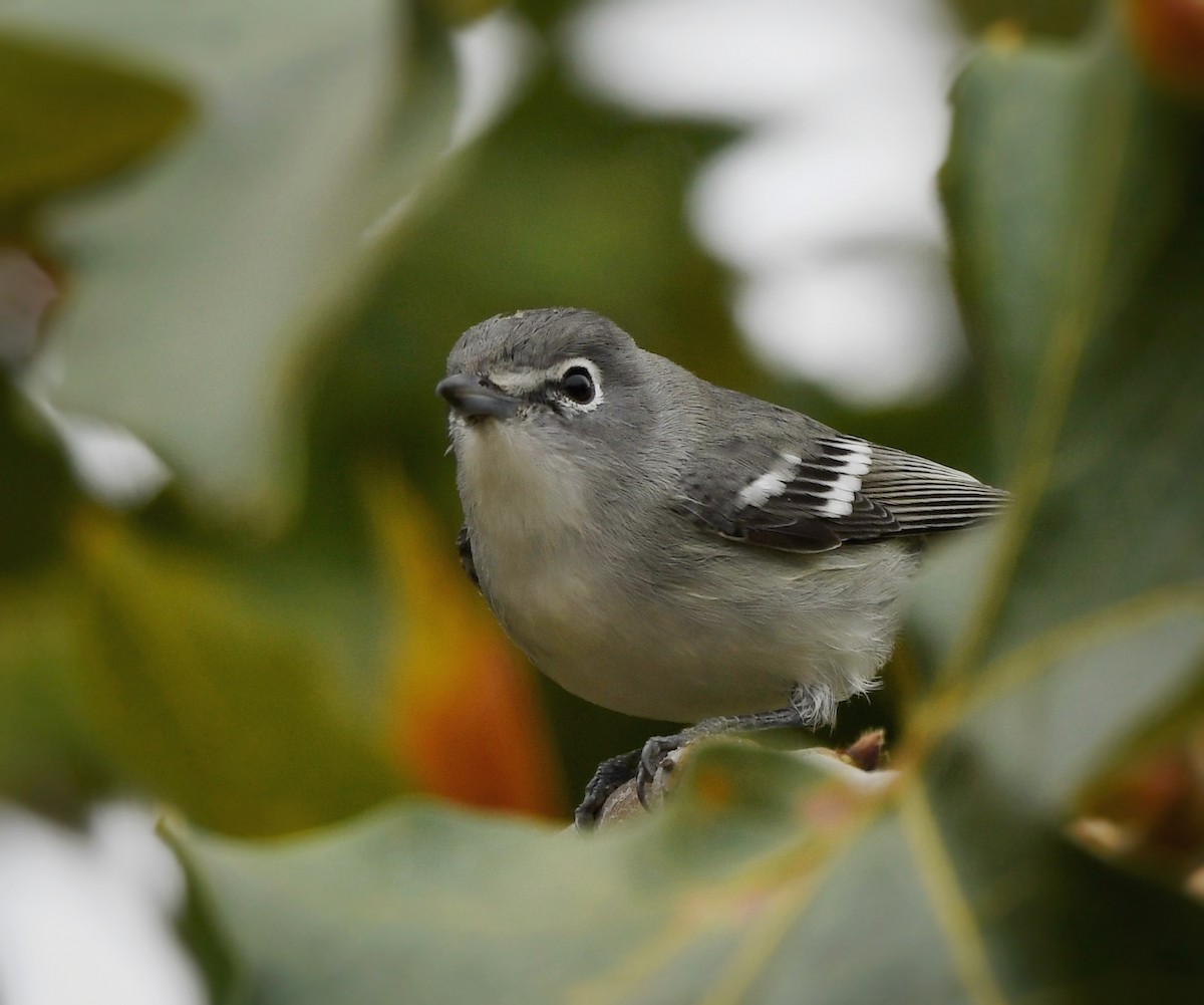 Vireo Plomizo - ML624017988