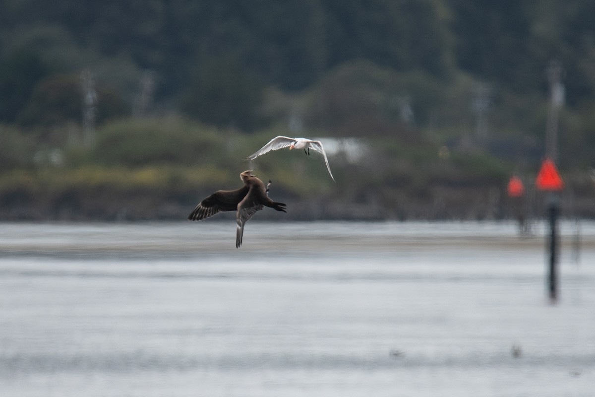 Parasitic Jaeger - ML624017991