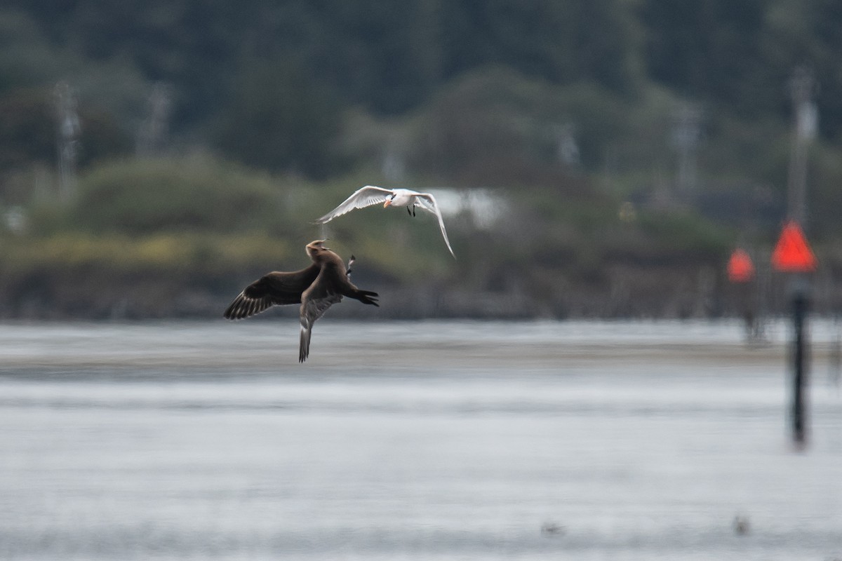 Parasitic Jaeger - Cedrik von Briel