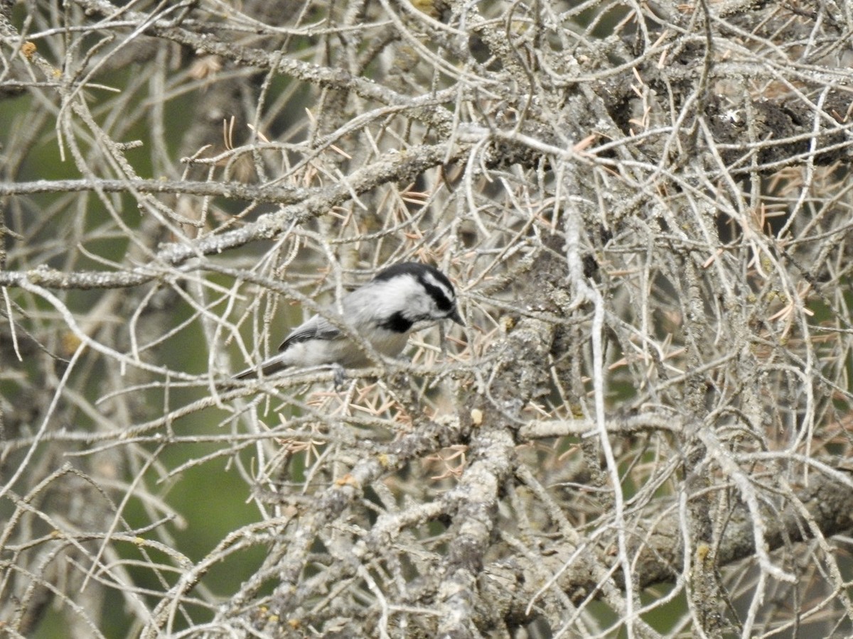 Mountain Chickadee - ML624017993