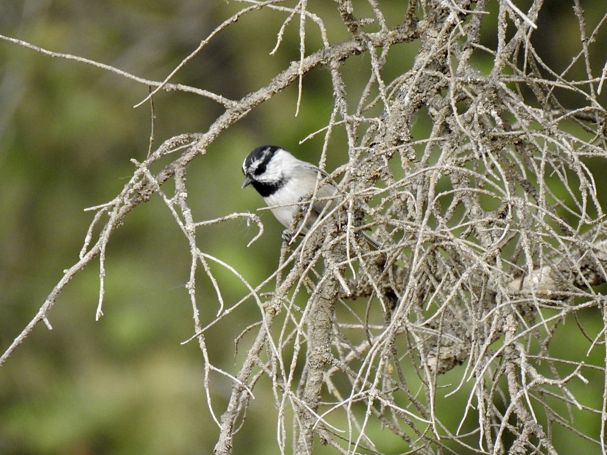 Mountain Chickadee - ML624017995