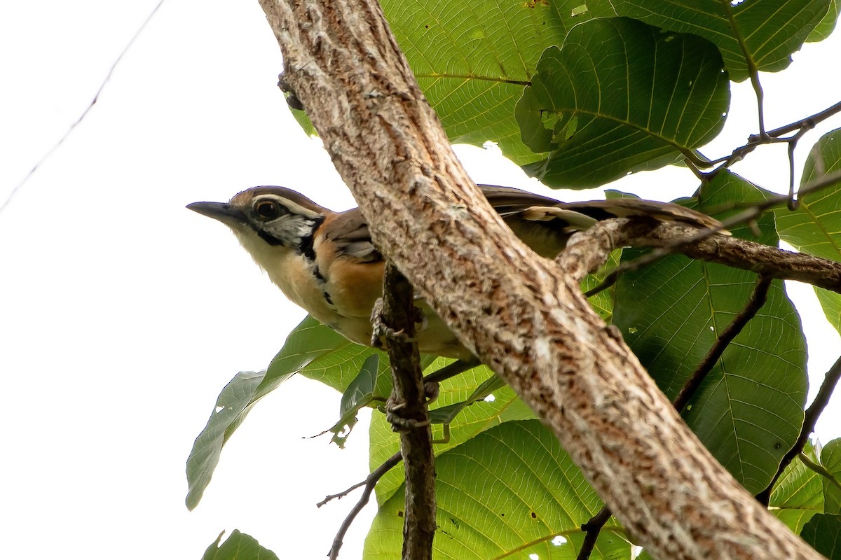 Greater Necklaced Laughingthrush - ML624017998