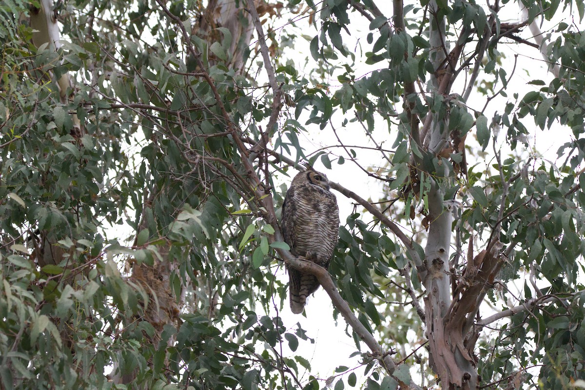 Great Horned Owl - ML624018012