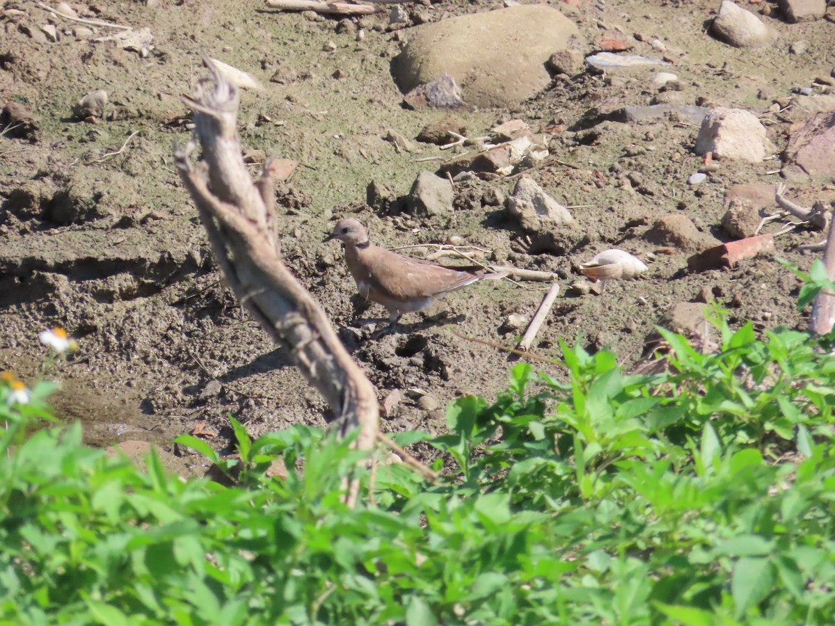 Red Collared-Dove - 韋勳 陳