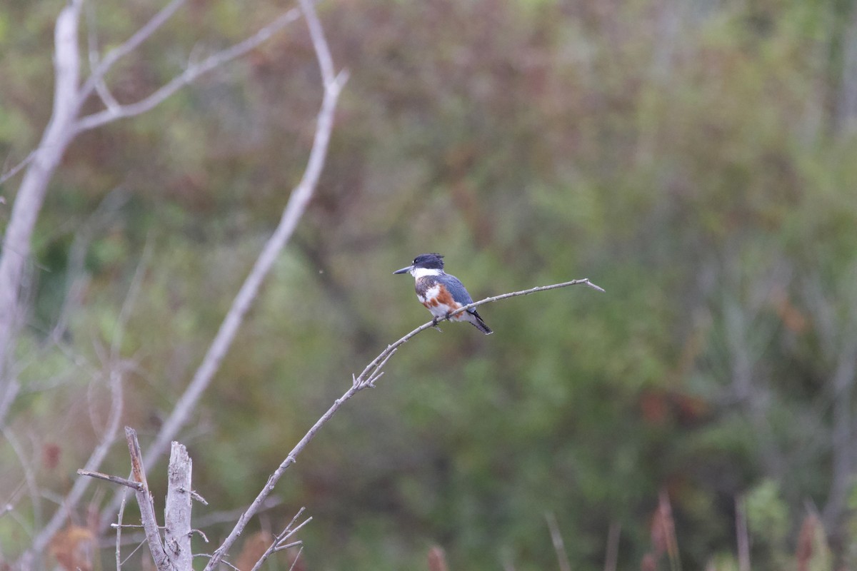 Belted Kingfisher - ML624018018