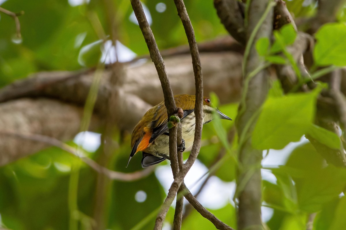 Yellow-vented Flowerpecker - ML624018019