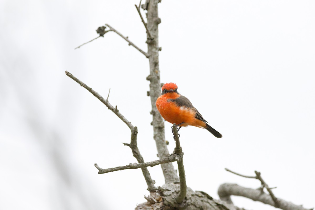 Vermilion Flycatcher - ML624018024