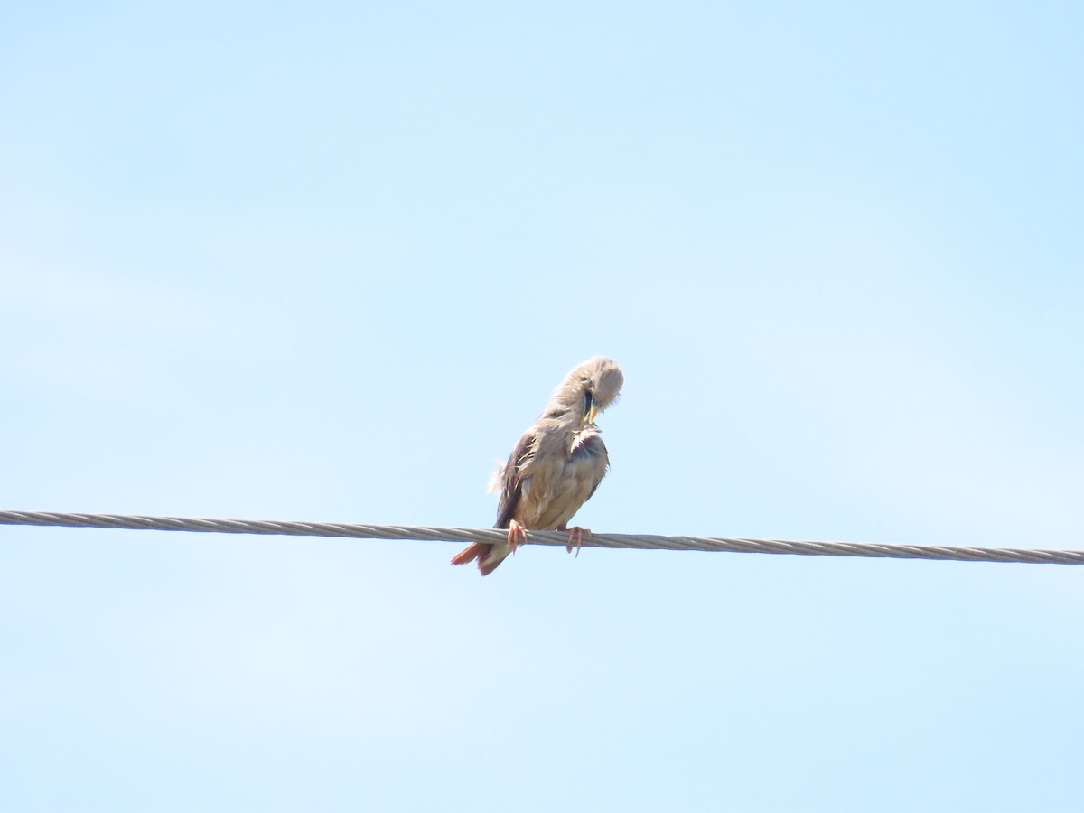 Chestnut-tailed Starling - ML624018026