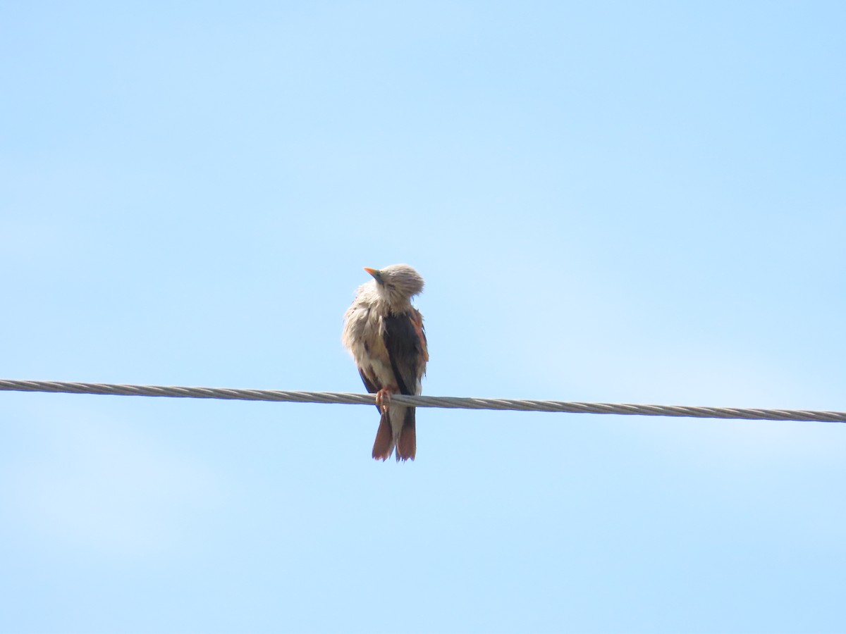 Chestnut-tailed Starling - 韋勳 陳