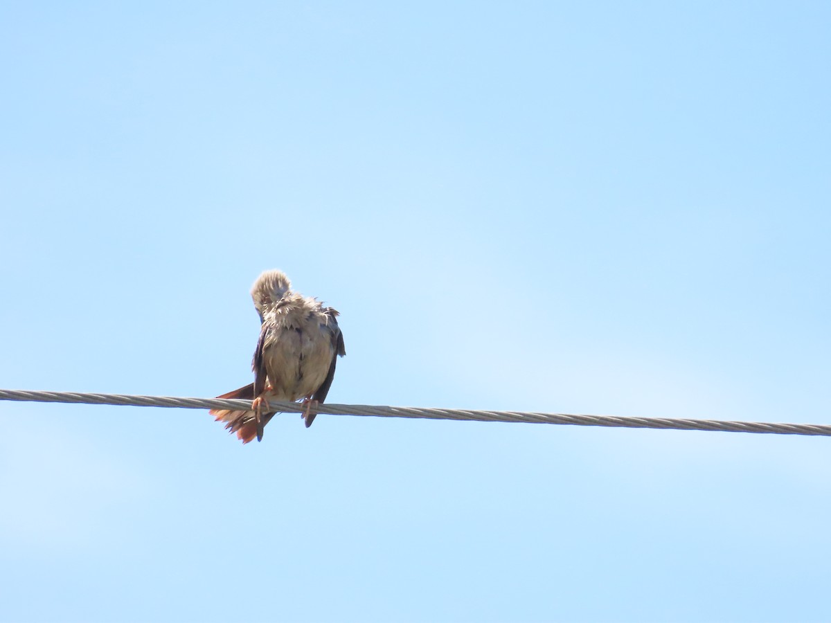 Chestnut-tailed Starling - ML624018028