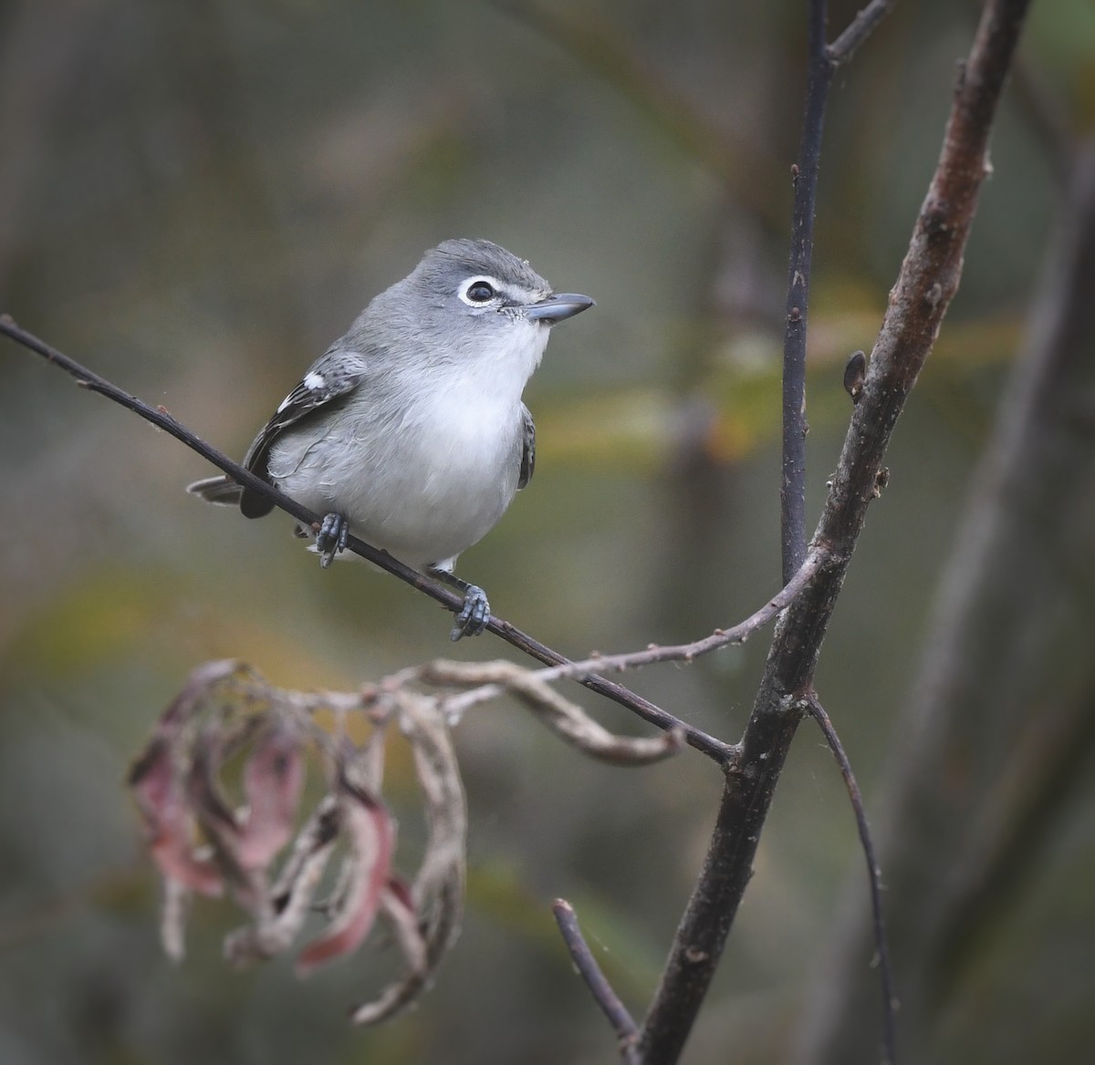 Vireo Plomizo - ML624018036