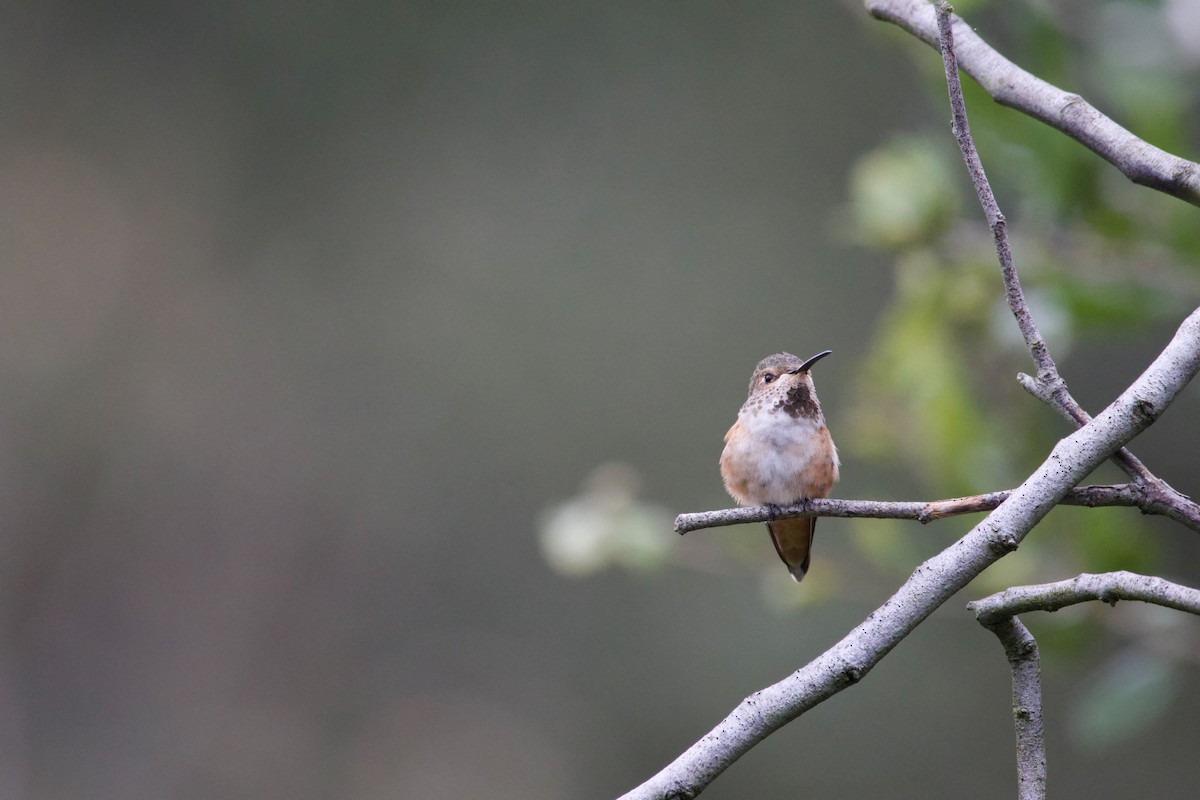 Allen's Hummingbird - ML624018060