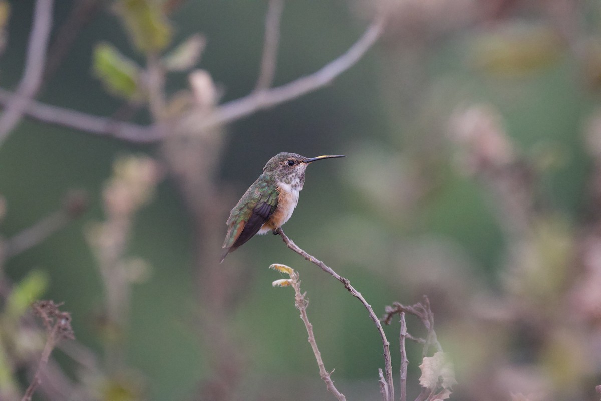 Allen's Hummingbird - ML624018061