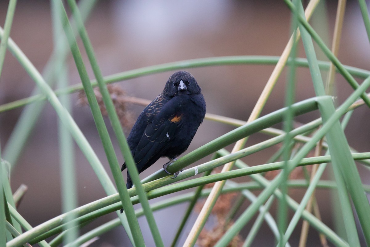 Red-winged Blackbird - ML624018072