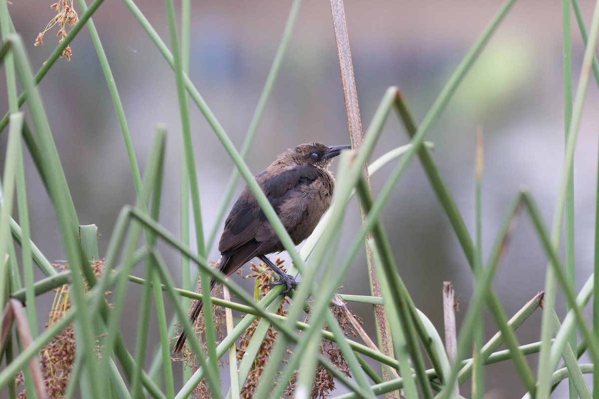 Great-tailed Grackle - ML624018085