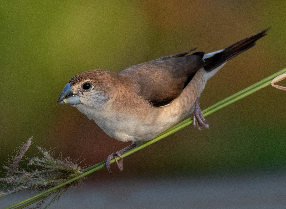 白喉文鳥 - ML624018098