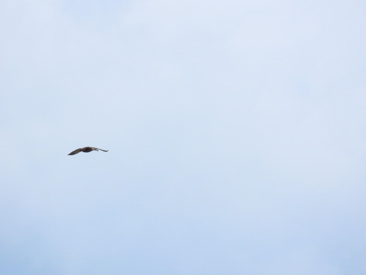 Eastern Spot-billed Duck - 韋勳 陳