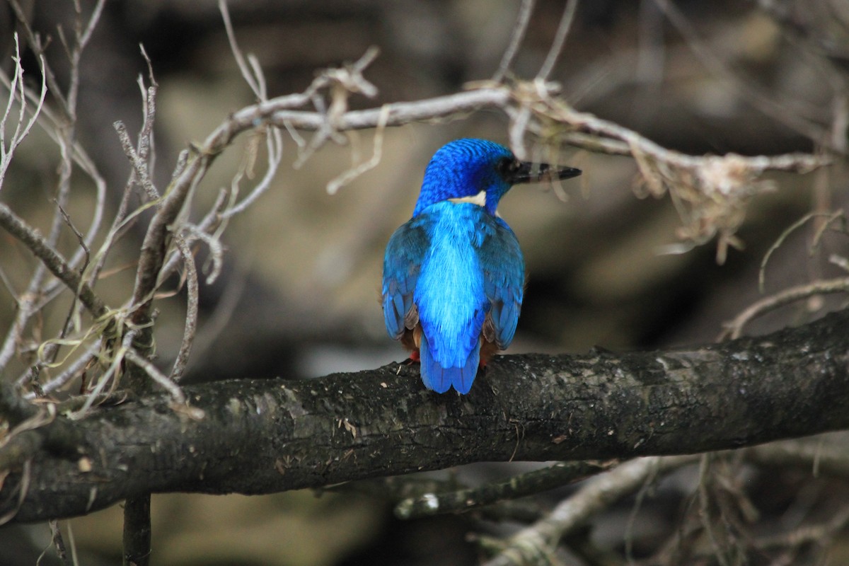 Half-collared Kingfisher - ML624018109