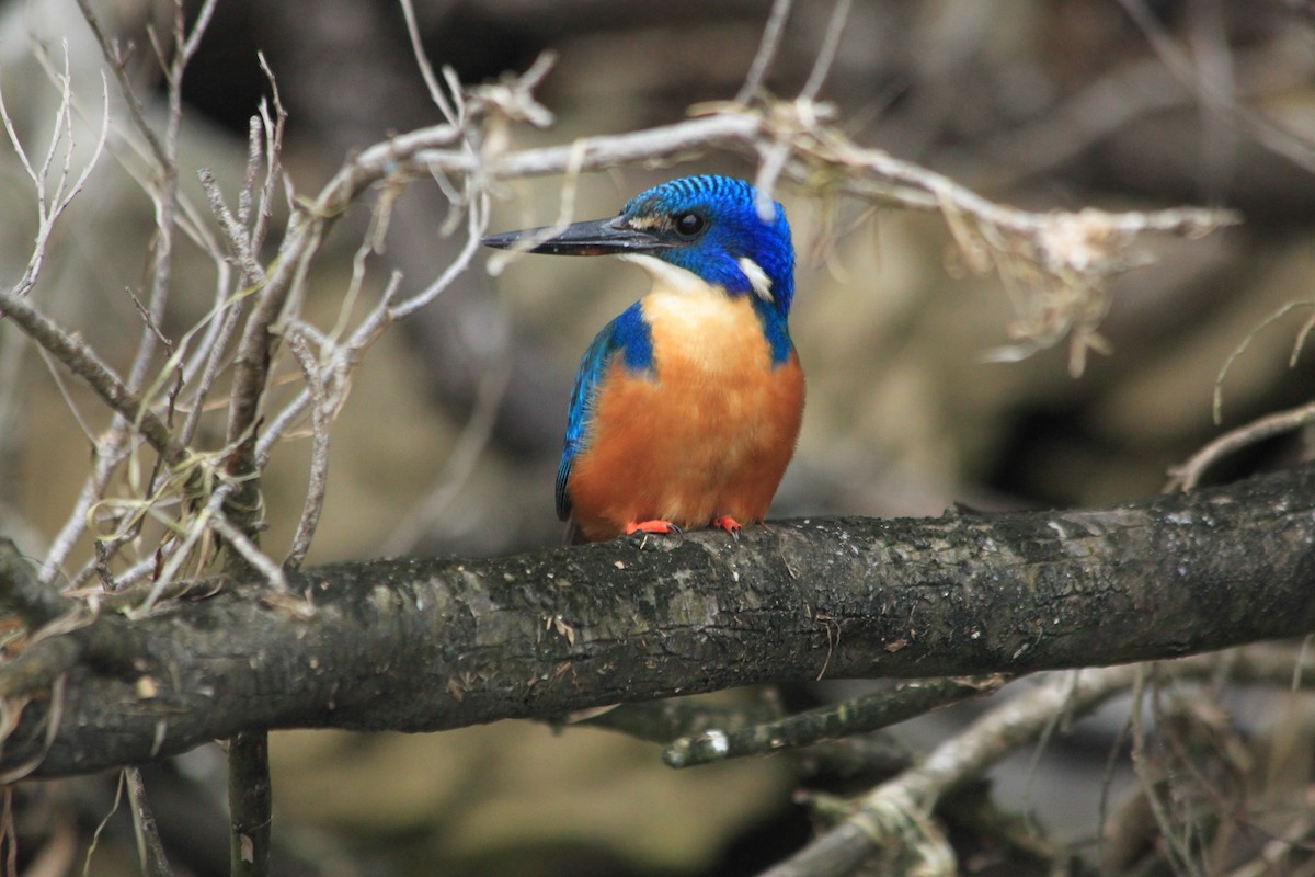 Half-collared Kingfisher - ML624018110