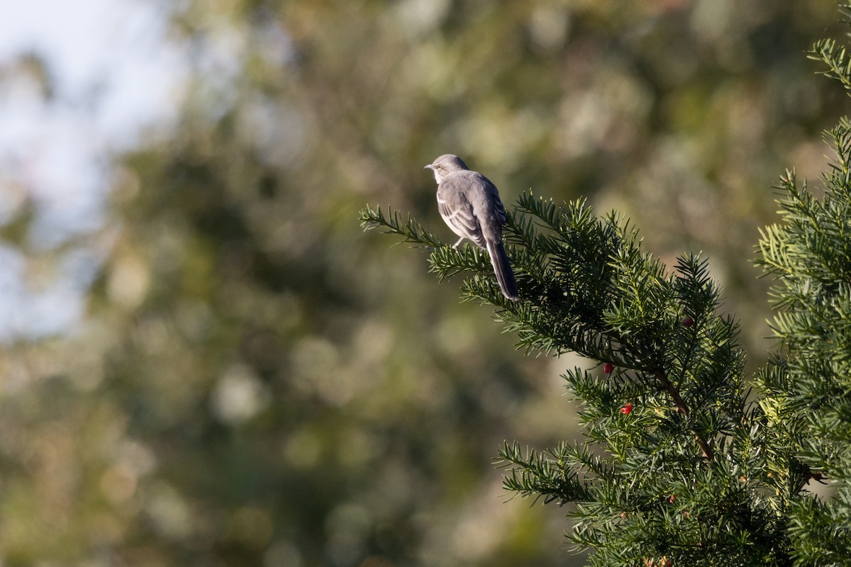 Northern Mockingbird - ML624018130