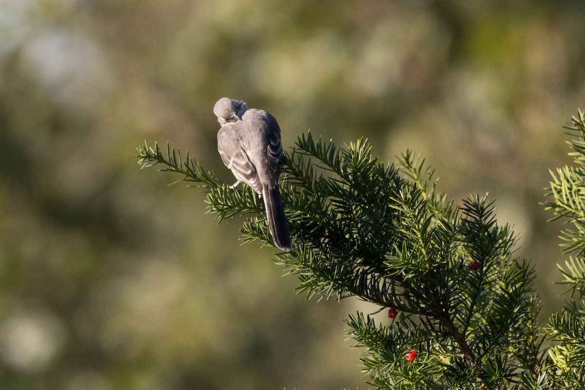 Northern Mockingbird - ML624018133