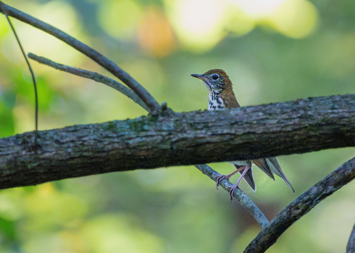 Wood Thrush - ML624018140