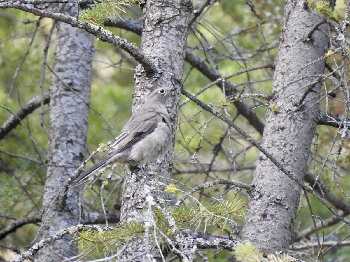 Townsend's Solitaire - ML624018157