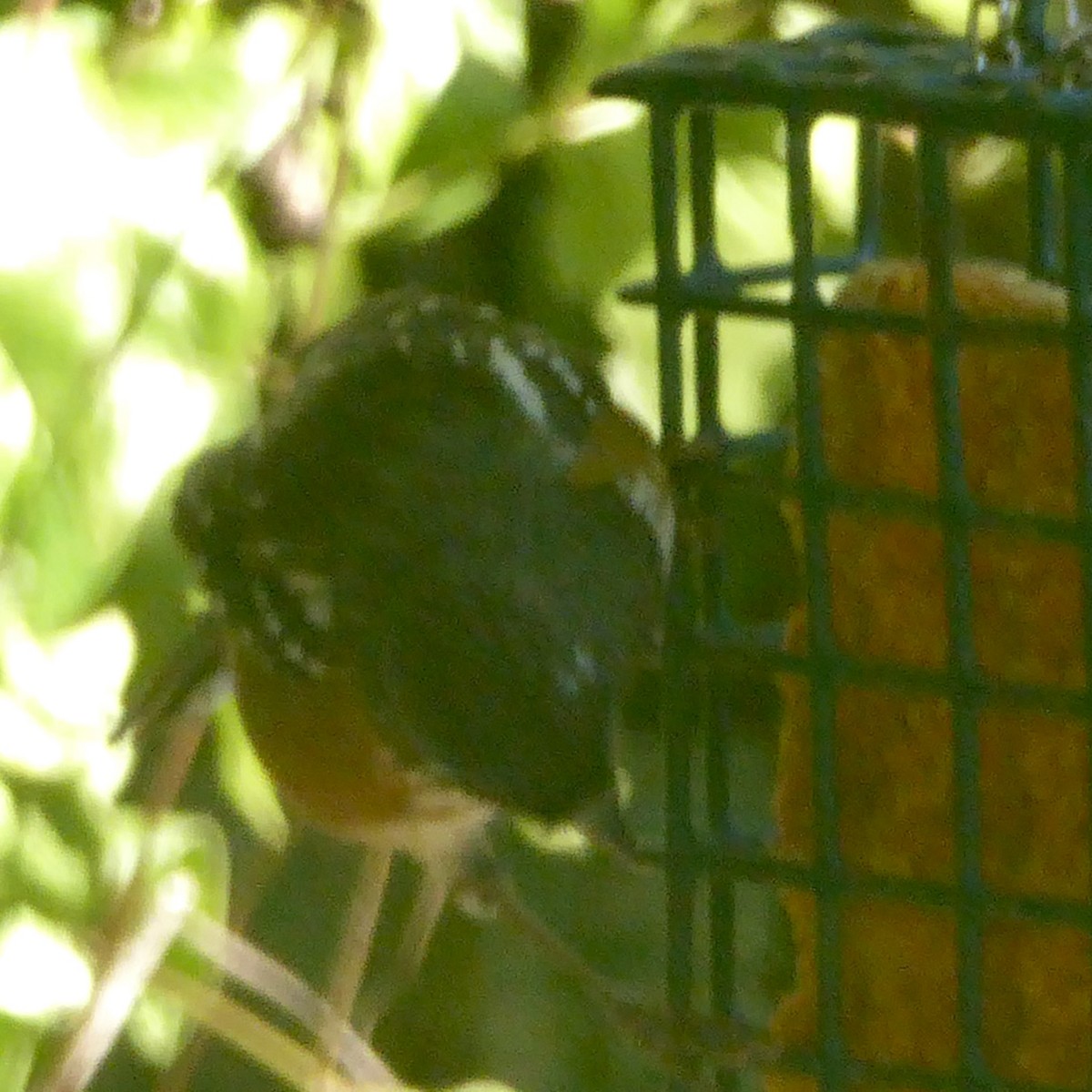 Spotted Towhee (oregonus Group) - ML624018183