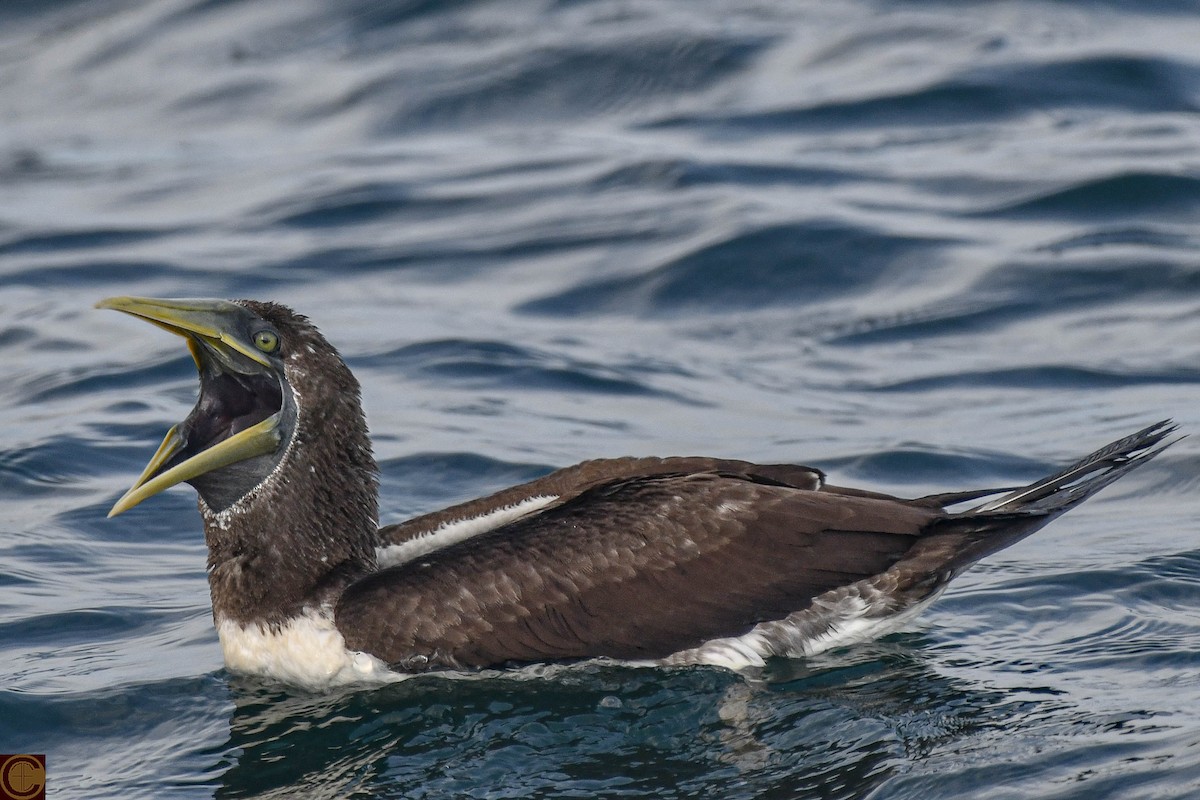 藍臉鰹鳥 - ML624018193