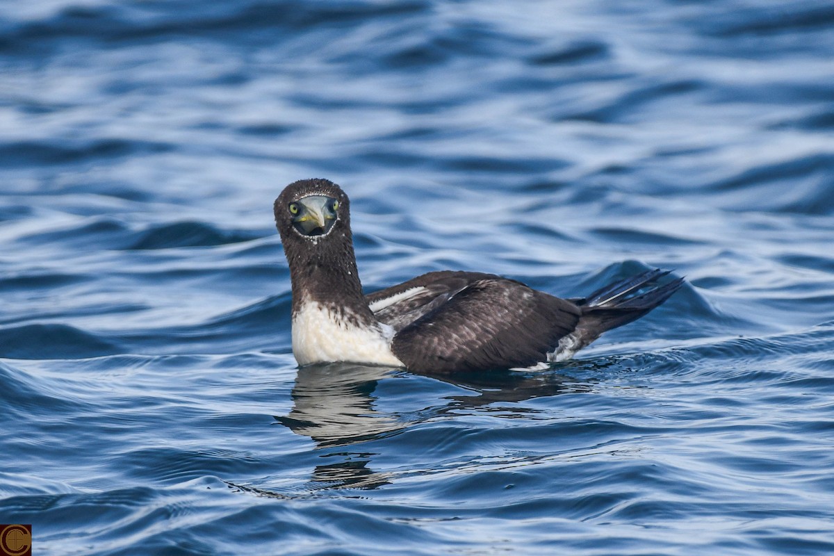 藍臉鰹鳥 - ML624018194