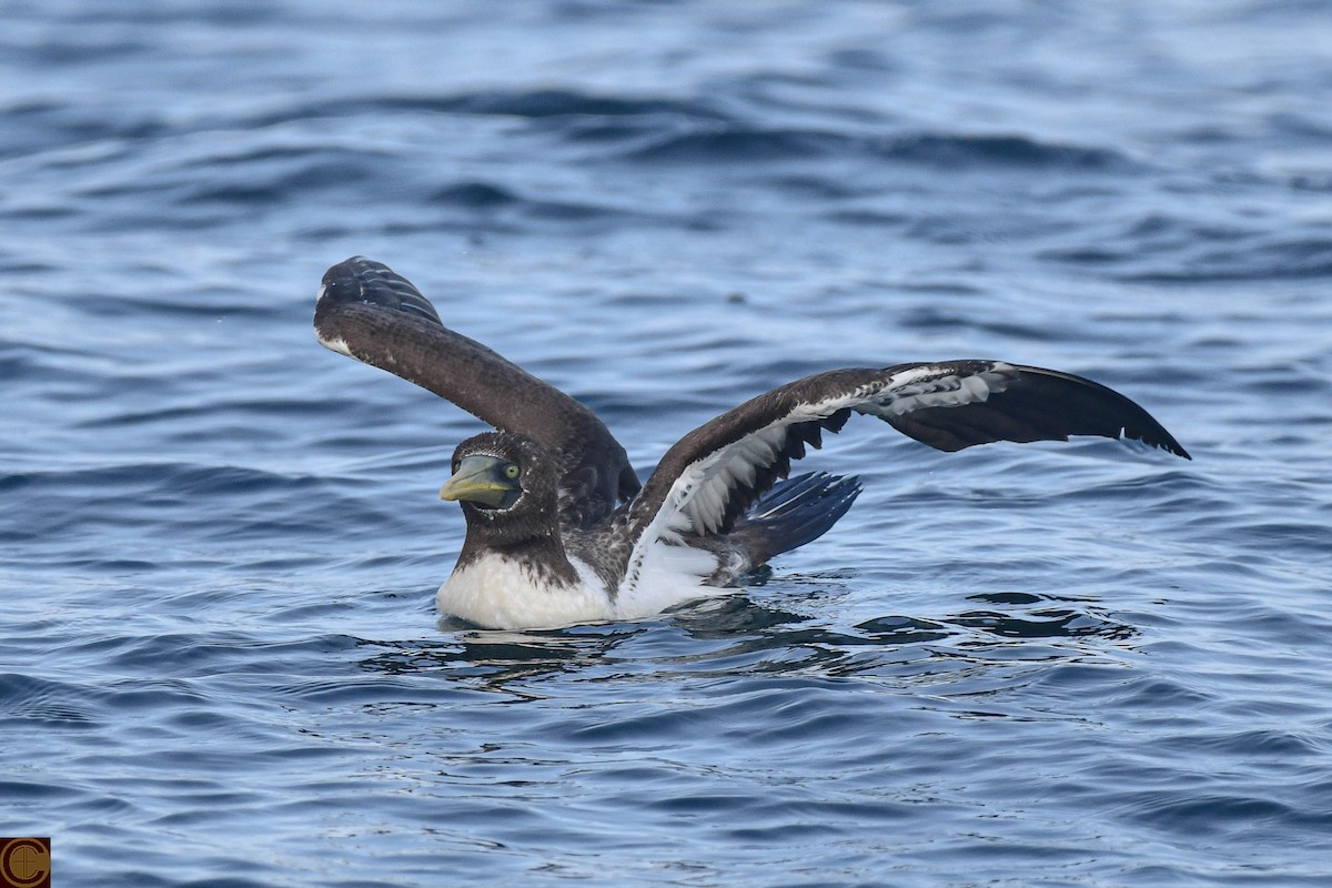 藍臉鰹鳥 - ML624018195