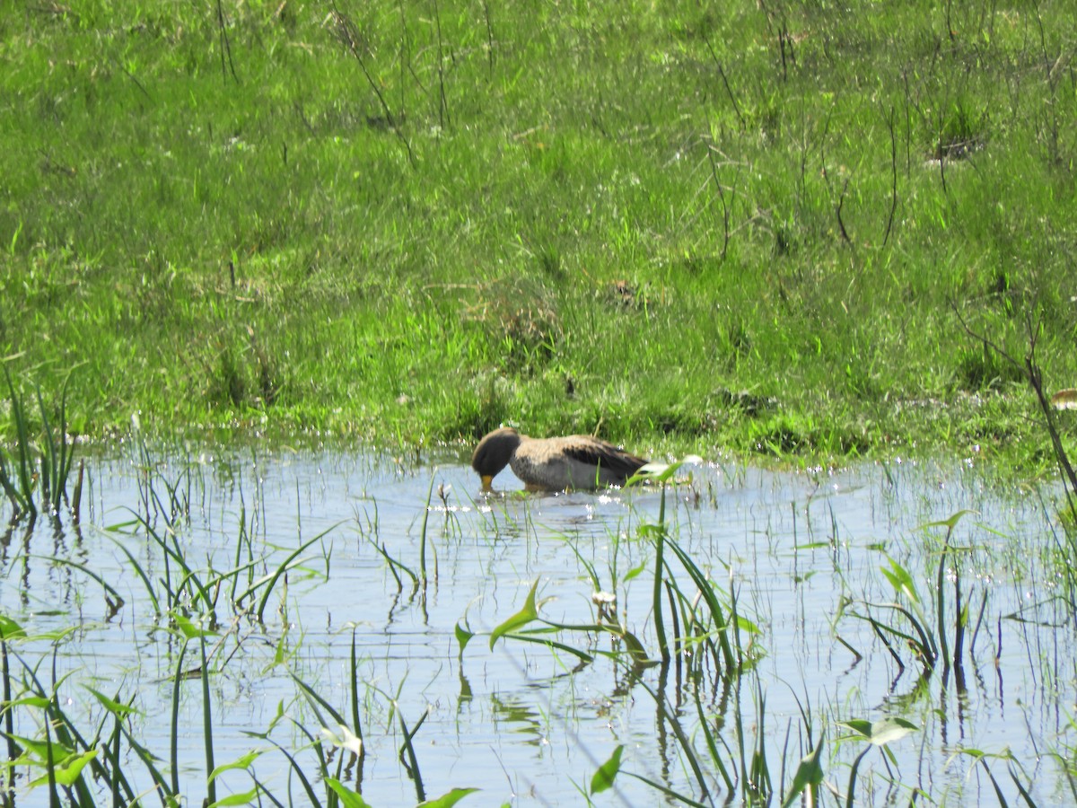 Yellow-billed Teal - ML624018199