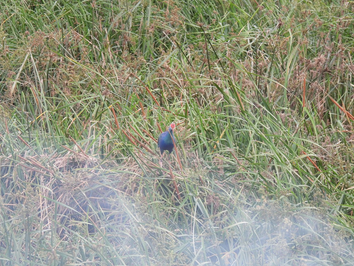 Gray-headed Swamphen - Rama M V