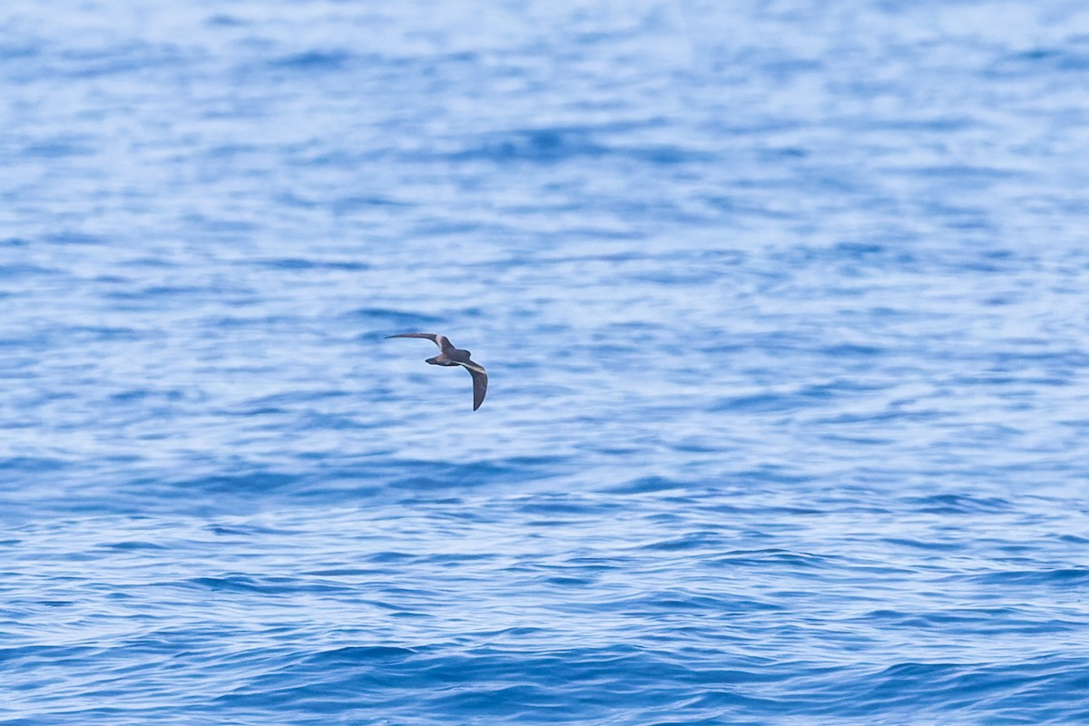 Leach's/Townsend's Storm-Petrel (dark-rumped) - Mike Andersen