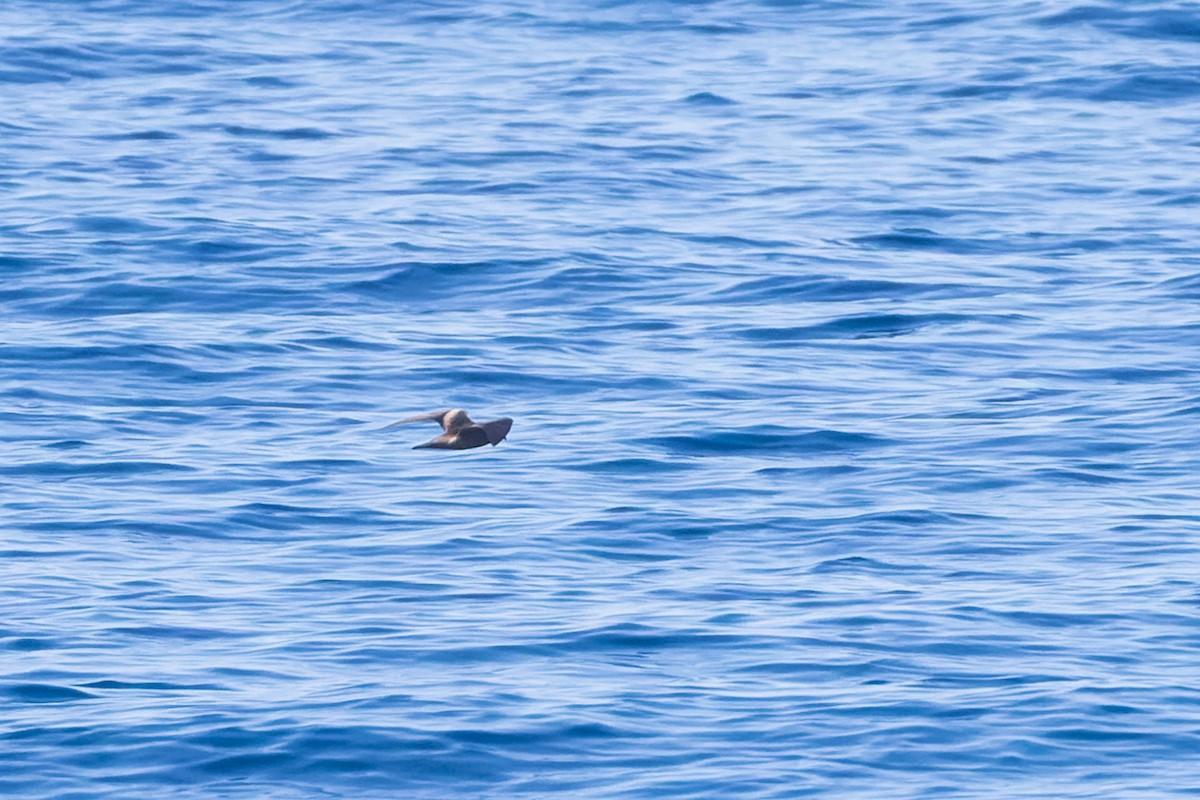 Leach's/Townsend's Storm-Petrel (dark-rumped) - Mike Andersen