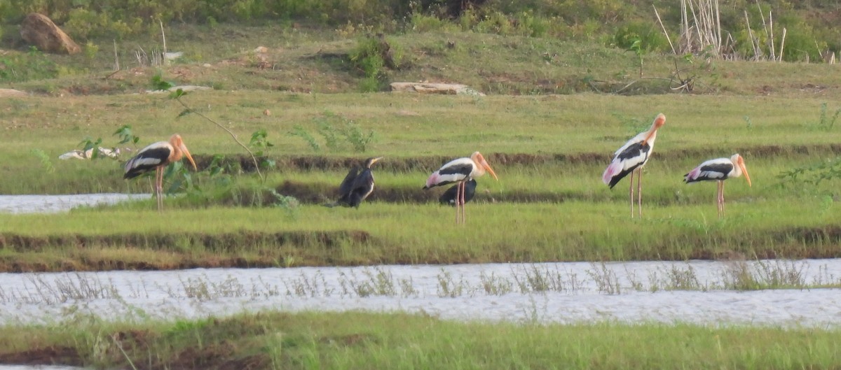 Painted Stork - Rama M V