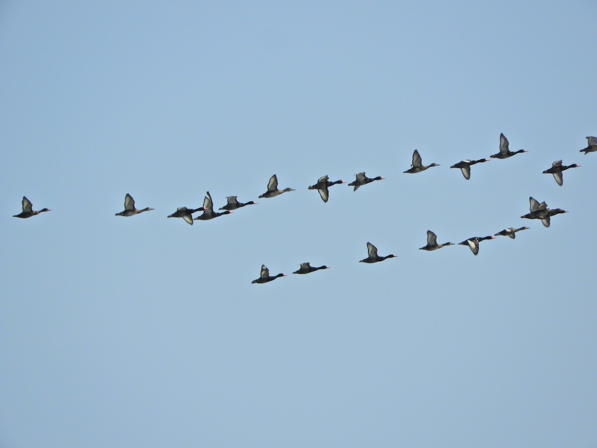 Rosy-billed Pochard - ML624018228