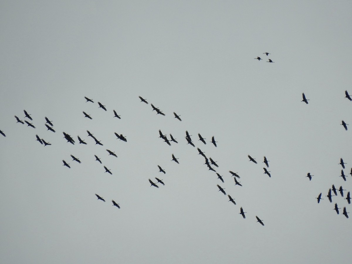 Sandhill Crane - Stephen Bailey